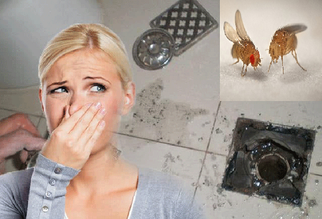 Nhà vệ sinh không được vệ sinh sạch sẽ là lý do thường xuất hiện ruồi giấm